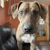 Entry image for Stella