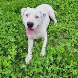Entry image for Buddy