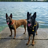 Entry image for Mallow and Major
