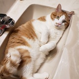 Entry image for Mr. Bigglesworth