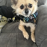 Entry image for Bailee