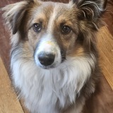 Entry image for Jasper