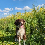 Entry image for Cooper