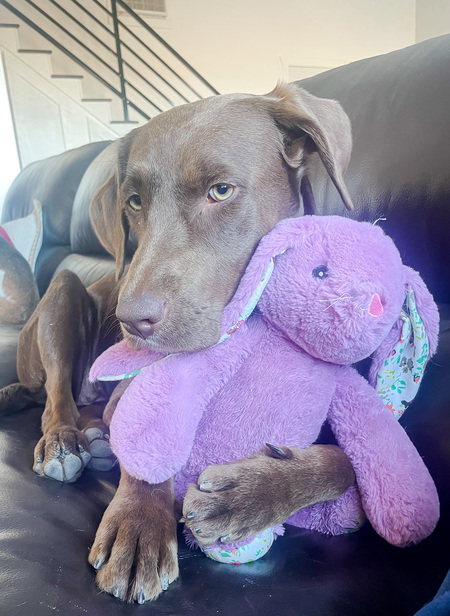 Entry image for Winnie. Clicking this image will show a larger photo