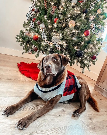 Entry image for Otis. Clicking this image will show a larger photo