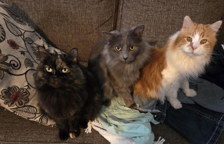 Entry image for Scarlett, Winnie, Gus. Clicking this image will show a larger photo