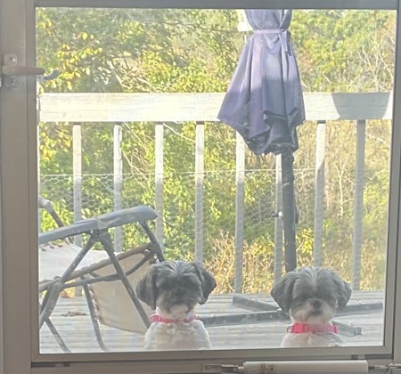 Entry image for Millie and Mollie. Clicking this image will show a larger photo
