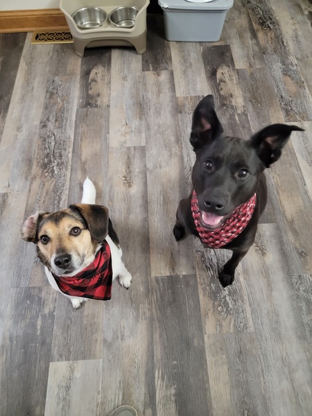 Entry image for Bandit and Leroy. Clicking this image will show a larger photo