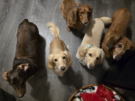 Entry image for Molly, Sunnie, Sophie, Lyla, Zoey. Clicking this image will show a larger photo