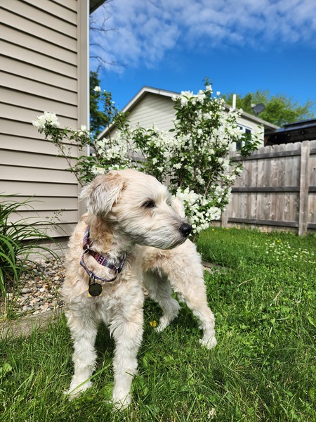 Entry image for Luna. Clicking this image will show a larger photo