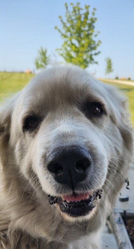 Entry image for Doodles. Clicking this image will show a larger photo