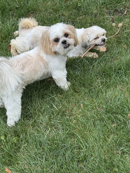 Entry image for Oscar Dog La Renta & Buster. Clicking this image will show a larger photo