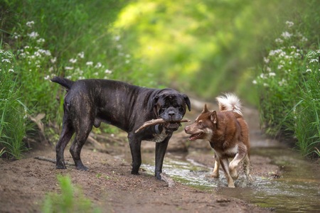 Entry image for Capone and Crowley . Clicking this image will show a larger photo