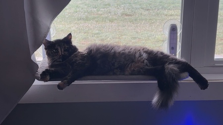 Entry image for Bonita. Clicking this image will show a larger photo