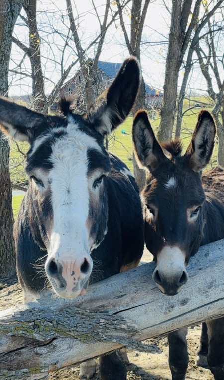 Entry image for Gus & Leo. Clicking this image will show a larger photo