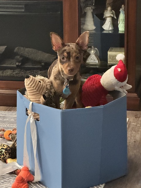 Entry image for Benny. Clicking this image will show a larger photo