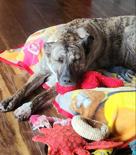 Entry image for Gabby. Clicking this image will show a larger photo