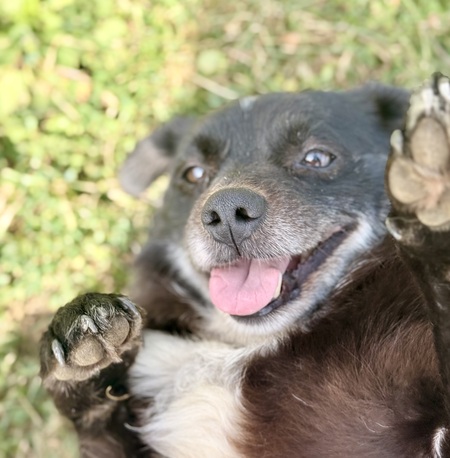 Entry image for Bubba. Clicking this image will show a larger photo