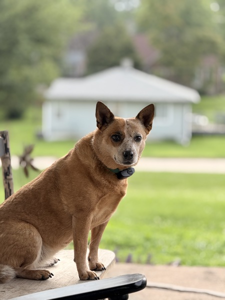 Entry image for Ginger. Clicking this image will show a larger photo