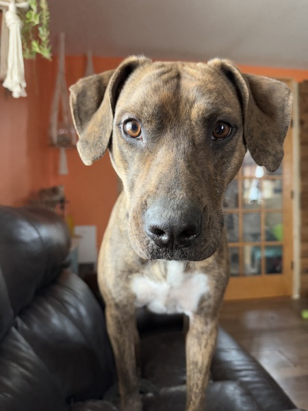 Entry image for Stella. Clicking this image will show a larger photo