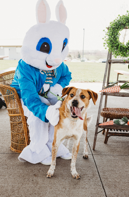 Entry image for Roscoe. Clicking this image will show a larger photo