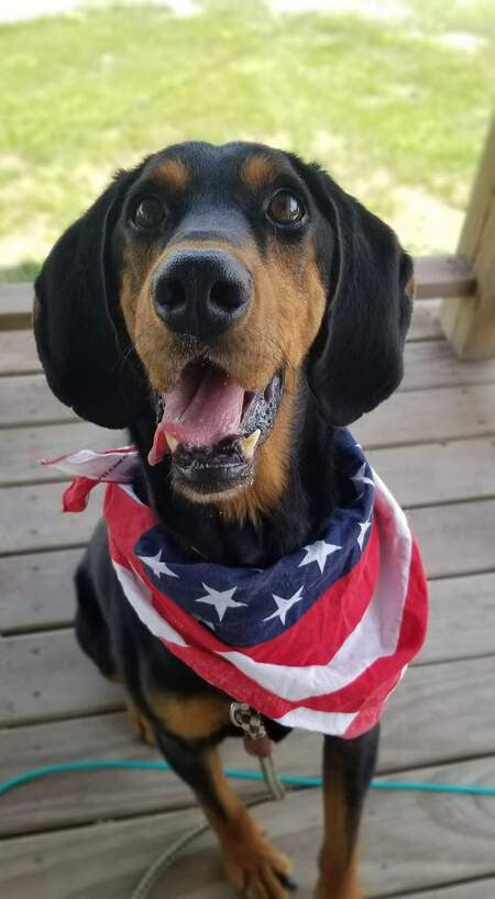 Entry image for Bubba. Clicking this image will show a larger photo