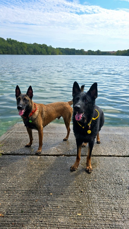 Entry image for Mallow and Major. Clicking this image will show a larger photo