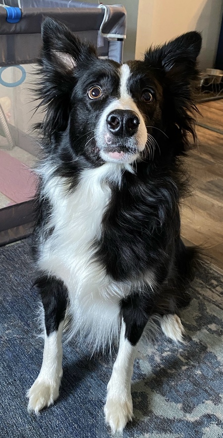 Entry image for Atticus. Clicking this image will show a larger photo