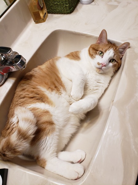 Entry image for Mr. Bigglesworth. Clicking this image will show a larger photo