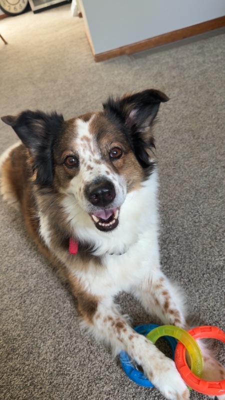 Entry image for Bella. Clicking this image will show a larger photo