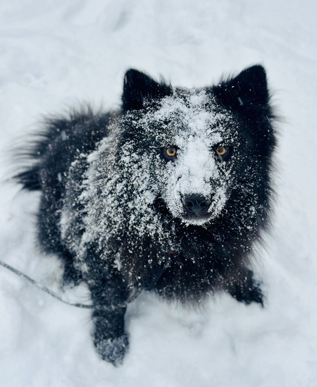 Entry image for Shadow. Clicking this image will show a larger photo