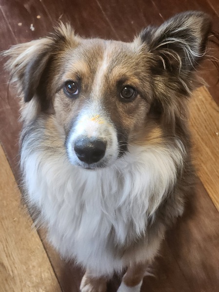Entry image for Jasper. Clicking this image will show a larger photo