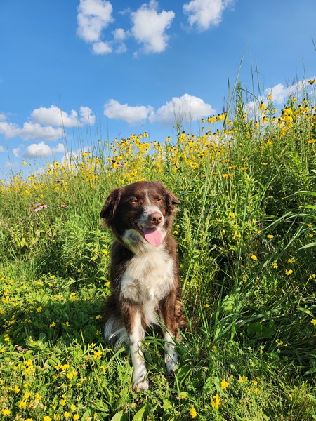 Entry image for Cooper. Clicking this image will show a larger photo