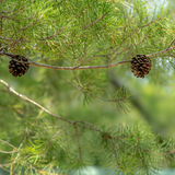 Entry image for Nature’s Quiet Ornament