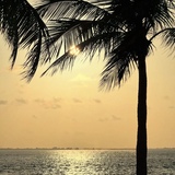 Entry image for A Canvas of Color