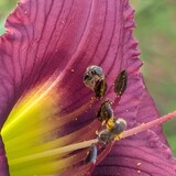 Entry image for All about the Bees