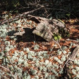 Entry image for Deer Moss