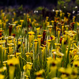 Entry image for Coastal Wet Prairie
