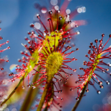 Entry image for Deadly Tendrils