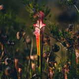 Entry image for Lonely Whitetop