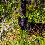 Entry image for Nokuse