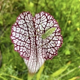 Entry image for Sneaky Lynx