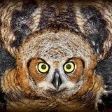 Entry image for Great Horned Owlet