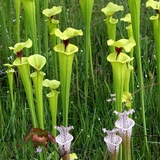 Entry image for Bug Beware! Pitcher Plant Bog
