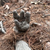 Entry image for The Cypress Hand