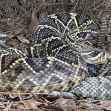 Entry image for Rattled Rattler