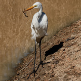 Entry image for White Egret Snack Time