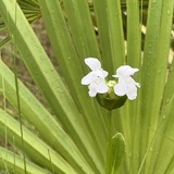 Entry image for White Birds in a Nest 