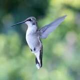 Entry image for The Daily Visit