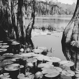 Entry image for Cypress Pause